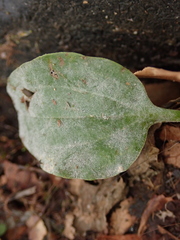 Podosphaera plantaginis
