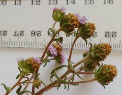 Phyllopodium cephalophorum