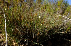 Elegia squamosa