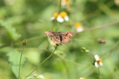 Antigonus funebris