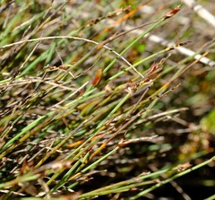 Elegia squamosa