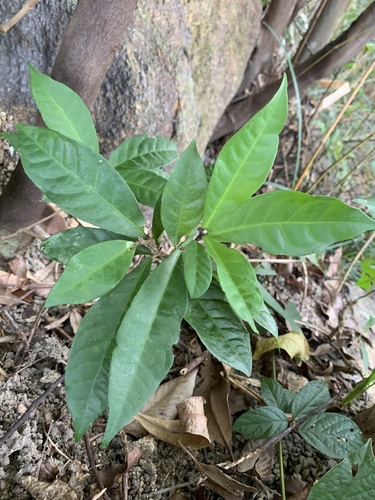 Croton hancei