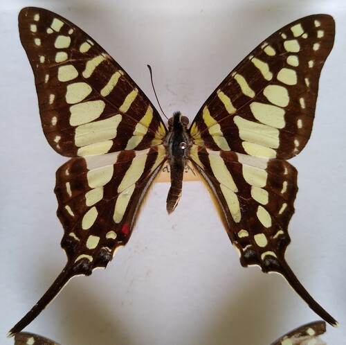 Small Striped Swordtail
