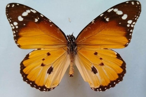 Plain Tiger Butterfly