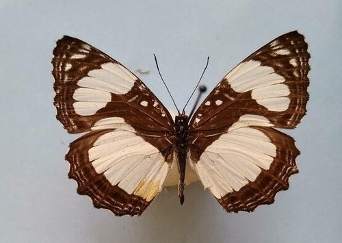 Neptis serena annah