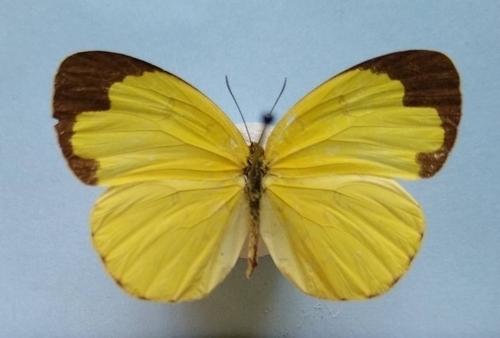 African Savanna Grass Yellow
