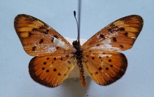 Whitebar Acraea