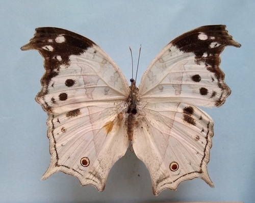 Eastern Clouded Mother-of-Pearl