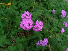 Lantana montevidensis