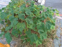 Broussonetia papyrifera