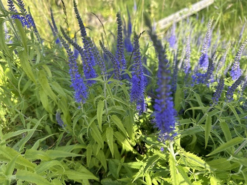 veronika prímorská (Veronica longifolia)
