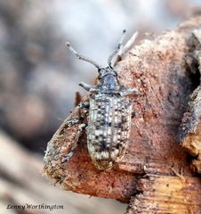 Pollendera atomaria