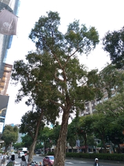 Melaleuca leucadendra