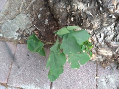 Broussonetia papyrifera