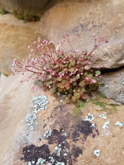 Crassula dentata