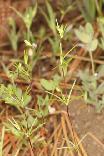 Harkness' flaxflower (Leptosiphon harknessii)