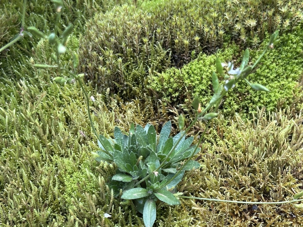 Draba norvegica; photograph (c) Julia Henning, some rights reserved (CC BY)