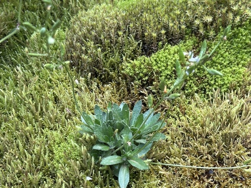Norwegian Whitlow-grass (Draba norvegica)