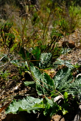 Lichtensteinia latifolia