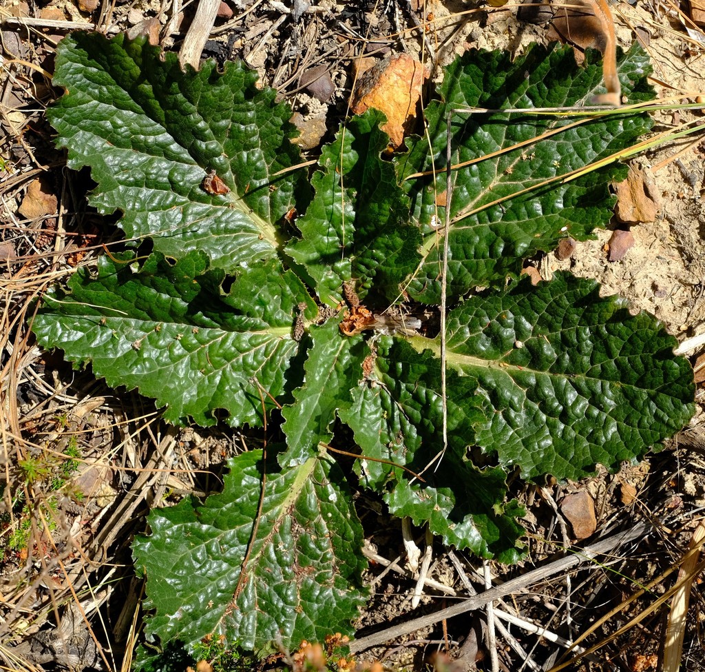 Broadleaf Kalmoes