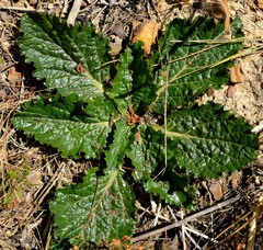 Lichtensteinia latifolia