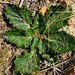Lichtensteinia latifolia - Photo (c) Nick Helme,  זכויות יוצרים חלקיות (CC BY-SA)