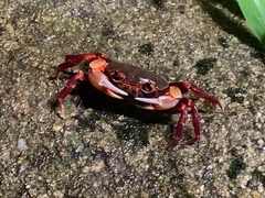 Nanhaipotamon aculatum