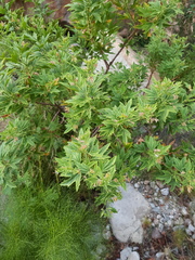Pelargonium citronellum