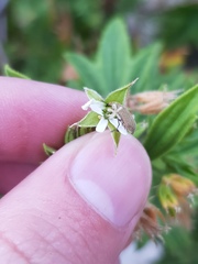 Pelargonium citronellum