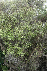 Olearia fragrantissima