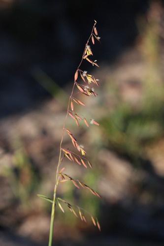 Ehrharta calycina