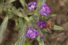 Nama lobbii, photograph Steve Matson, CC BY, iNaturalist via GBIF