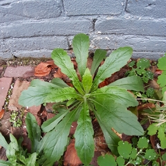 Erigeron sumatrensis
