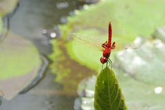 Urothemis assignata