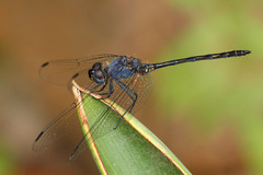 Trithemis aconita