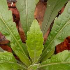 Erigeron sumatrensis