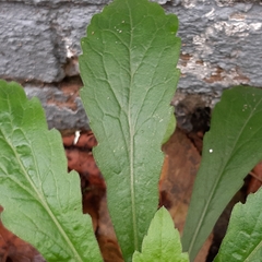 Erigeron sumatrensis