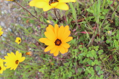 Dimorphotheca sinuata