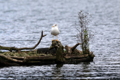 Larus michahellis atlantis