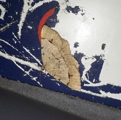 Frederickia flaviterminata