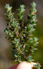 Cliffortia monophylla