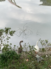 Anser cygnoides domesticus