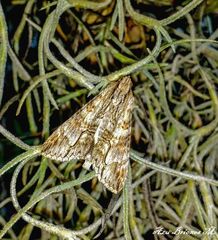 Melipotis acontioides