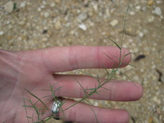 Muhlenbergia utilis