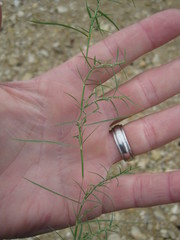 Muhlenbergia utilis