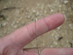 Muhlenbergia utilis