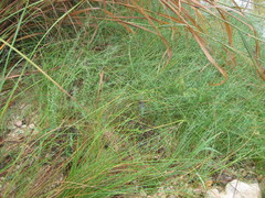 Muhlenbergia utilis