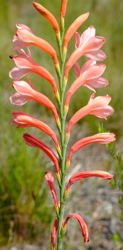 Lax Watsonia (Watsonia distans)