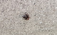 Chalcoscirtus diminutus