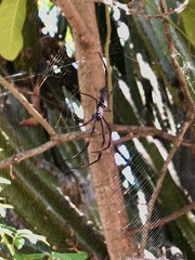 Trichonephila inaurata madagascariensis